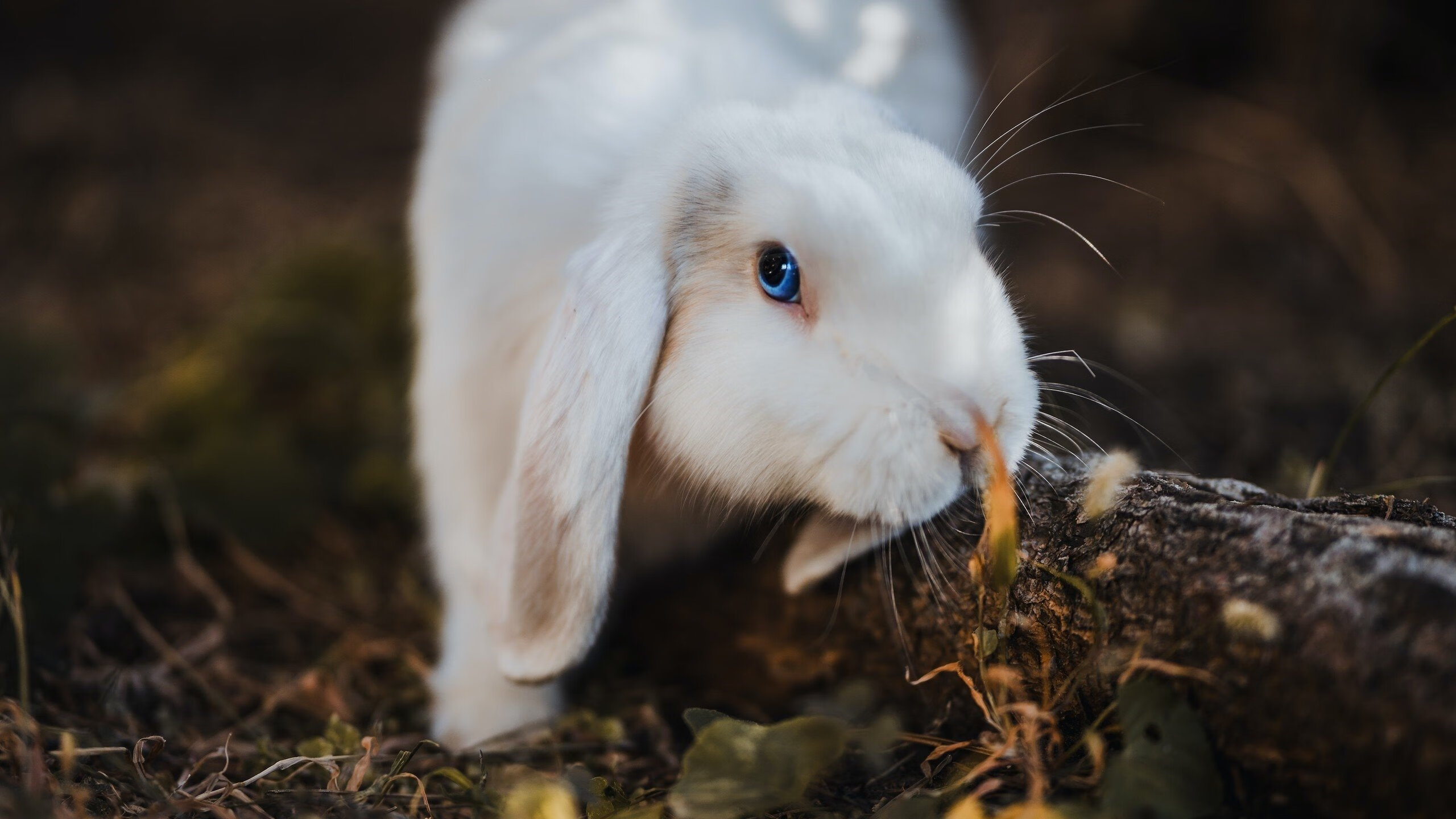 萨克拉门托的坚盾，国王如何以体系压制火箭的季后赛野心